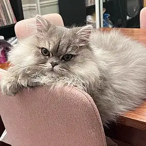 Name Persian Cat Finnegan