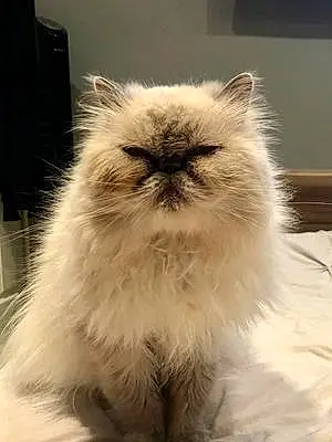Name Persian Cat Booboo