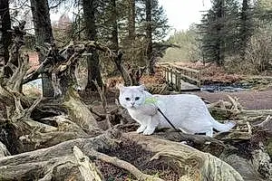 Scottish Fold Cat Giovanni