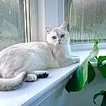Cat, Window, Plant, Carnivore, Felidae, Fawn, Houseplant, Whiskers, Small To Medium-sized Cats, Terrestrial Plant, Tail, Comfort, Domestic Short-haired Cat, Furry friends, Paw, Animal Shelter, Terrestrial Animal, Window Blind