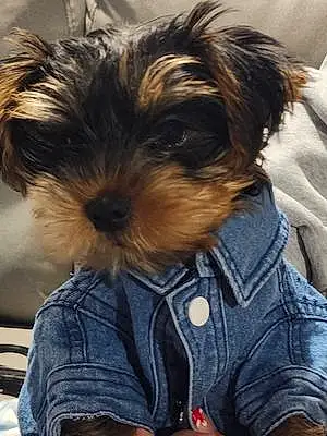Name Yorkshire Terrier Dog Cody