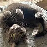 Cat, Felidae, Carnivore, Small To Medium-sized Cats, Grey, Whiskers, Comfort, Ear, Black cats, Snout, Tail, Terrestrial Animal, Paw, Domestic Short-haired Cat, Furry friends, Claw, Dog breed