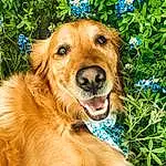 Dog, Plant, Dog breed, Blue, Carnivore, Whiskers, Companion dog, Fawn, Grass, Snout, Canidae, Furry friends, People In Nature, Working Animal, Event, Happy, Groundcover, Smile, Liver