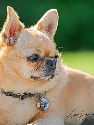 Name Chihuahua Dog Chilli