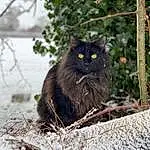 Cat, Eyes, Felidae, Carnivore, Small To Medium-sized Cats, Tree, Plant, Whiskers, Twig, Wood, Tints And Shades, Grass, Snout, Black cats, Terrestrial Animal, Trunk, Furry friends, Domestic Short-haired Cat, Tail, Winter