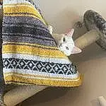 Outerwear, Cat, Textile, Sleeve, Felidae, Carnivore, Creative Arts, Grey, Small To Medium-sized Cats, Fawn, Woolen, Wool, Whiskers, Pattern, Baby & Toddler Clothing, Stuffed Toy, Tail, Linens, T-shirt, Furry friends