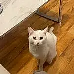 Cat, White, Felidae, Wood, Small To Medium-sized Cats, Carnivore, Whiskers, Line, Fawn, Hardwood, Tail, Snout, Wood Stain, Plywood, Domestic Short-haired Cat, Furry friends, Wood Flooring, Varnish