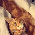 Head, Cat, Eyes, Leg, Felidae, Carnivore, Comfort, Ear, Small To Medium-sized Cats, Fawn, Whiskers, Wood, Cloud, Snout, Tail, Paw, Domestic Short-haired Cat, Claw, Furry friends, Nap
