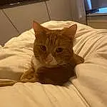 Cat, Comfort, Felidae, Carnivore, Textile, Television, Small To Medium-sized Cats, Whiskers, Fawn, Bed, Wood, Snout, Linens, Bedding, Domestic Short-haired Cat, Furry friends, Bed Sheet, Bedroom, Hardwood, Duvet