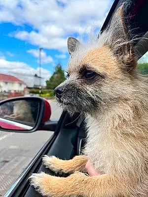 Name Chihuahua Dog Bruce