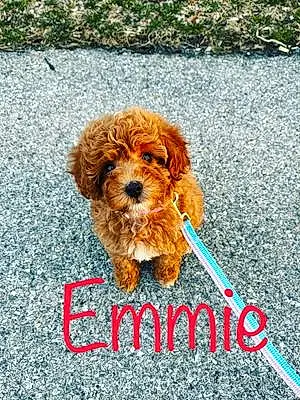 Name  Other Dog Emmie