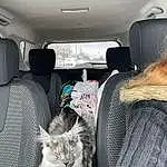 Cat, Felidae, Car Seat Cover, Small To Medium-sized Cats, Vroom Vroom, Window, Carnivore, Comfort, Head Restraint, Vehicle, Grey, Car Seat, Whiskers, Vehicle Door, Automotive Exterior, Automotive Design, Car, Family Car