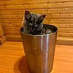 Cat, Plant, Felidae, Carnivore, Wood, Whiskers, Small To Medium-sized Cats, Flowerpot, Grey, Fawn, Tail, Hardwood, Wood Stain, Snout, Black cats, Domestic Short-haired Cat, Window, Dog breed, Furry friends