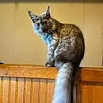 Cat, Window, Felidae, Carnivore, Small To Medium-sized Cats, Whiskers, Wood, Snout, Tail, Furry friends, Domestic Short-haired Cat, Terrestrial Animal, Hardwood, Claw, Cat Supply, Metal, Natural Material, Plant