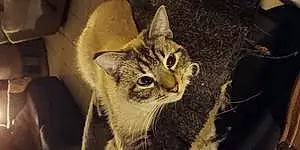 Name American Shorthair Cat Cloudy