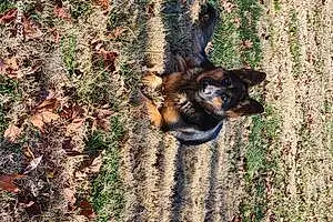 Name German Shepherd Dog Bindi