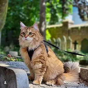 Name Siberian Cat Bojangles