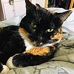 Cat, Felidae, Comfort, Carnivore, Small To Medium-sized Cats, Whiskers, Ear, Snout, Furry friends, Bed, Cat Supply, Domestic Short-haired Cat, Black cats, Linens, Claw, Tail, Nap, Sitting, Room, Terrestrial Animal