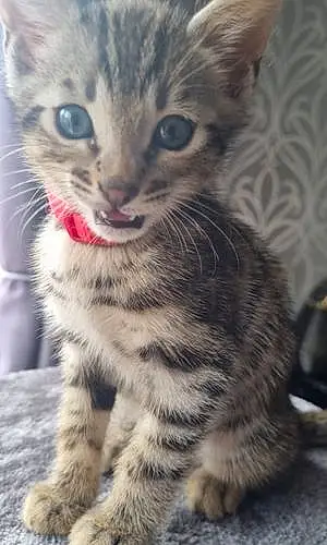 Name Bengal Cat Elton