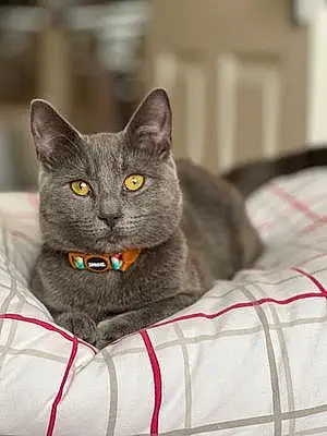 Name Russian Blue Cat Evelyn