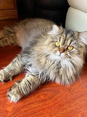 Name Persian Cat Bagel
