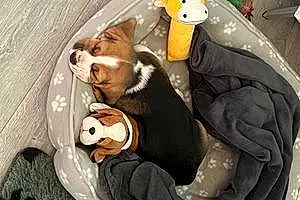 Name Beagle Dog Bandit
