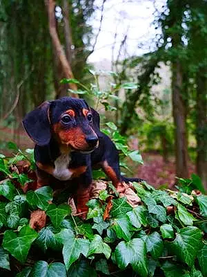 Forest Dachshund Dog Mabel