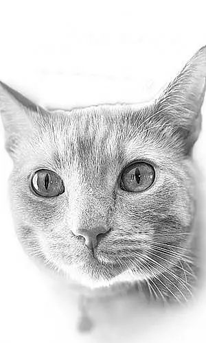 Name American Shorthair Cat Bubbie