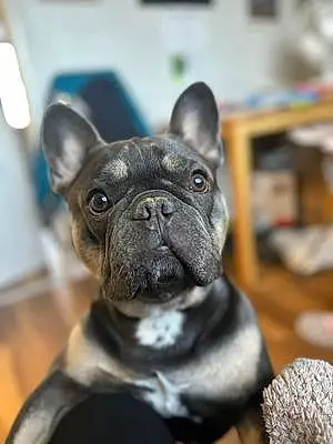 Name French Bulldog Dog Braxton