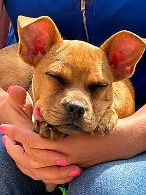 Name Chihuahua Dog Brody