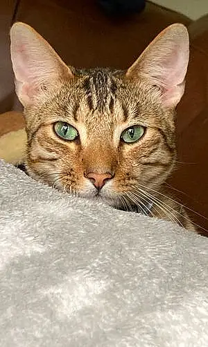 Name Bengal Cat Fonzie