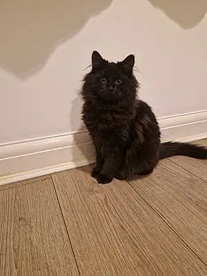 Name Norwegian Forest Cat Cat Blackie