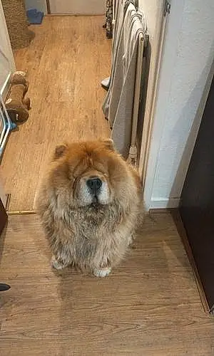 Name Chow Chow Dog Alvin