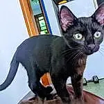 Cat, Felidae, Carnivore, Window, Small To Medium-sized Cats, Cabinetry, Whiskers, Snout, Bombay, Tail, Black cats, Domestic Short-haired Cat, Terrestrial Animal, Furry friends, Paw, Claw, Drawer, Havana Brown, Chest Of Drawers, Sitting