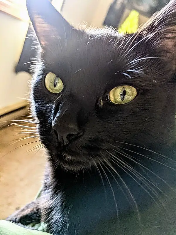 Head, Cat, Eyes, Carnivore, Felidae, Small To Medium-sized Cats, Whiskers, Black cats, Snout, Terrestrial Animal, Close-up, Domestic Short-haired Cat, Furry friends, Bombay, Comfort, Electric Blue