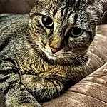 Cat, Felidae, Carnivore, Small To Medium-sized Cats, Whiskers, Grey, Snout, Terrestrial Animal, Close-up, Furry friends, Bored, Domestic Short-haired Cat, Claw, Grass, Paw