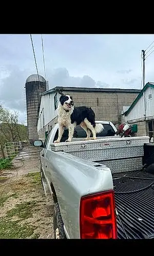 Border Collie Dog Tractor