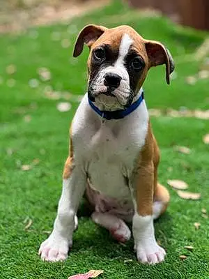 Name Boxer Dog Boba