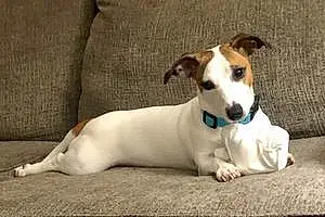 Name Jack Russell Dog Ginny