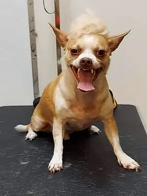 Name Chihuahua Dog Cesar