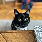 Cat, Felidae, Carnivore, Wood, Whiskers, Small To Medium-sized Cats, Snout, Hardwood, Wood Stain, Domestic Short-haired Cat, Box, Plywood, Table, Varnish, Black cats, Window, Furry friends, Plank, Wood Flooring