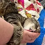 Hand, Textile, Felidae, Finger, Domesticated Hedgehog, Nail, Small To Medium-sized Cats, Comfort, Pattern, Whiskers, Domestic Short-haired Cat, Furry friends, Cat, Claw, Paw, Tail, Terrestrial Animal, Military Camouflage, Linens