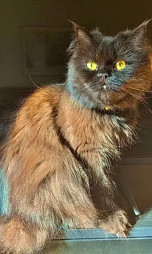 Name Persian Cat Ari