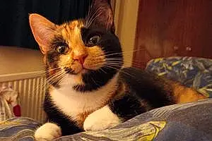 Name British Shorthair Cat Bart