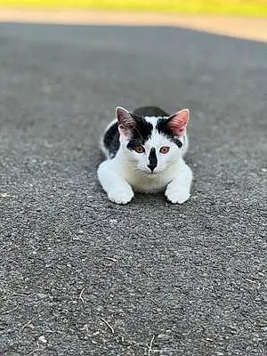 Name Cat Calvin