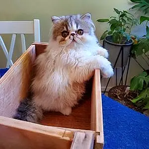 Name Persian Cat Gimli
