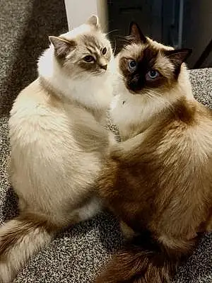 Ragdoll Cat Ted And Gizmo