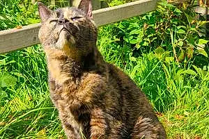 Name British Shorthair Cat Emmie