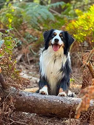 Name Australian Shepherd Dog Cody