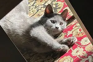 Chartreux Cat Mahi
